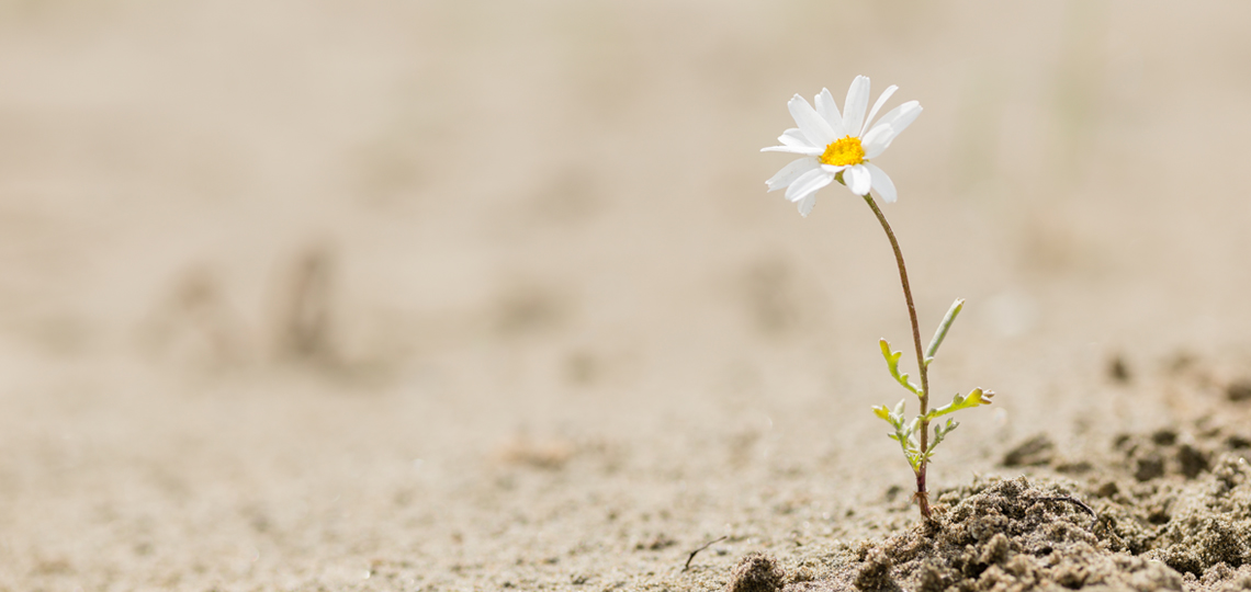 Dayanıklılık (Resilience) ve İyimserlik